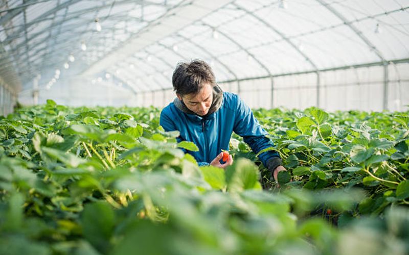 Đơn hàng đi nhật cho nam ngành nông nghiệp