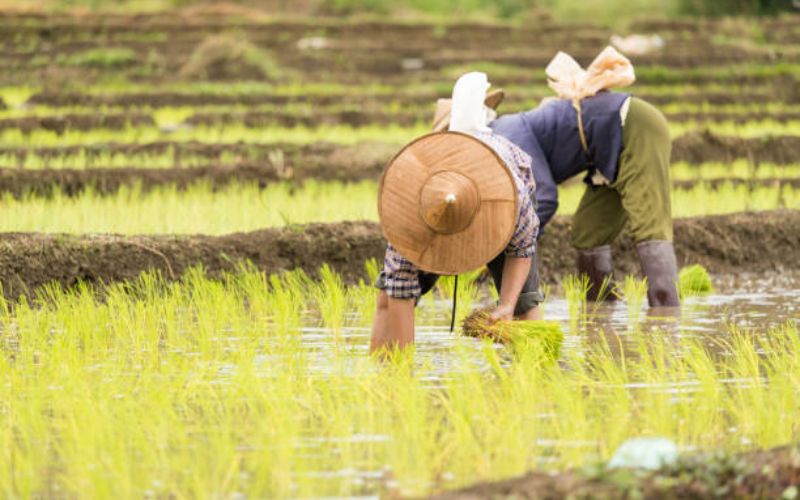 Đi nhật cho người tỉnh lẻ là gì?